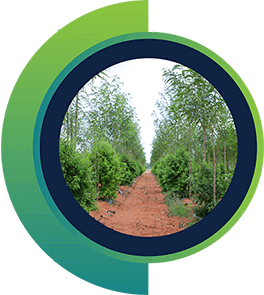 USM Infra: Best Sandalwood Farm Plots | Top Real Estate Investment in Hyderabad