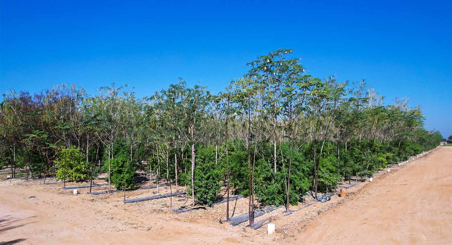 usm-infra-go valley-sandalwood-dtcp-plots-salvapur-1