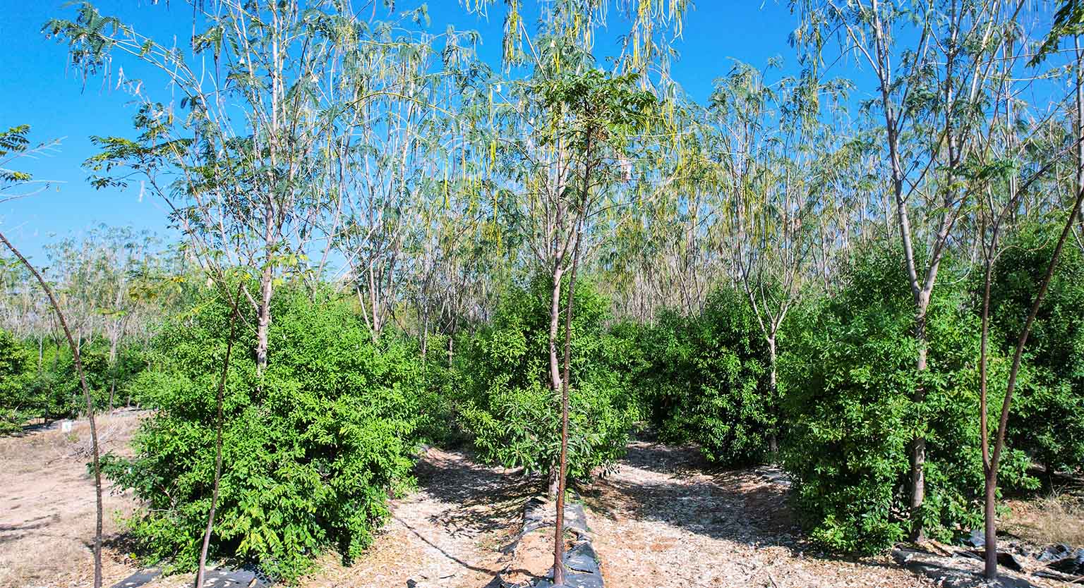 usm-infra-go valley-sandalwood-dtcp-plots-salvapur-2