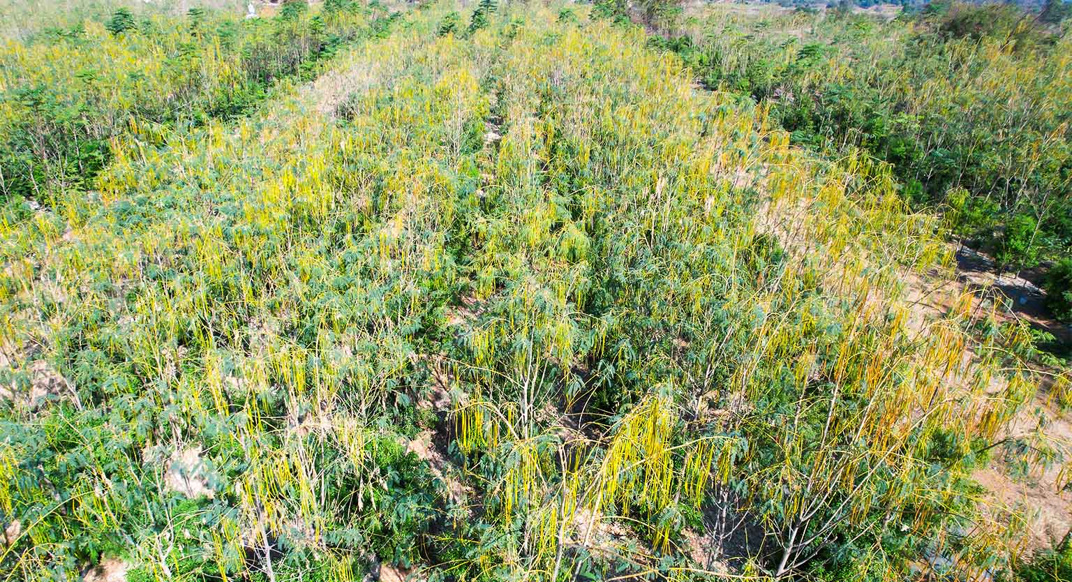 usm-infra-go valley-sandalwood-dtcp-plots-salvapur-3