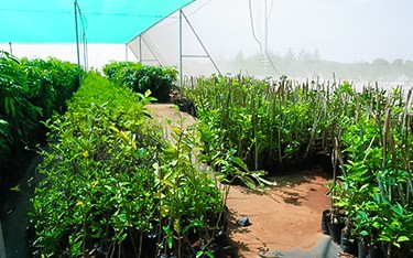 Sandalwood plant nursery at USM Infra Go Valley, Salvapur, Hyderabad, nurturing healthy sandalwood saplings
