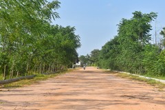 Sandalwood Plantation at USM Infra Go Ranch Farm | Premium farm plots near Hyderabad.