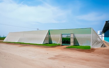 Sandalwood plant nursery at USM Infra Go Valley, Salvapur, Hyderabad, nurturing healthy sandalwood saplings