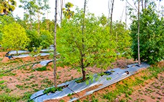 Discover sustainable sandalwood farming practices at USM Infra Go Ranch Sandalwood Farm Plots, offering a unique investment opportunity near Hyderabad.