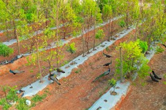 Discover the Peacock Zone at USM Infra Go Ranch Resort's sandalwood farm. Enjoy a unique experience surrounded by lush greenery and vibrant wildlife.