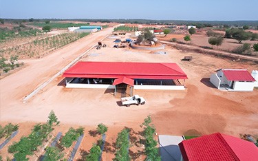 Premium sandalwood DTCP-approved farm plots at Go Valley near Hyderabad, offering a sustainable and profitable investment opportunity