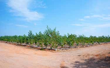 Go Valley offers DTCP-approved sandalwood farm plots near Hyderabad, ensuring a secure and high-return investment opportunity