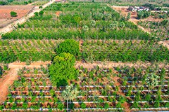 Discover the 400-acre mega sandalwood farm project near Yadagirigutta. A prime investment opportunity with vast land for sustainable sandalwood cultivation.