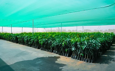 Sandalwood plant nursery at USM Infra Go Valley, Salvapur, Hyderabad, nurturing healthy sandalwood saplings