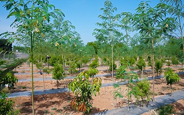 Sustainable sandalwood plantation works at USM Infra Go Valley, Salvapur, Hyderabad, promoting green growth