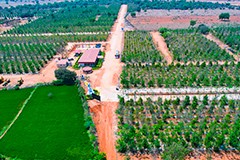 Invest in USM Infra Sandalwood Farm Plots – Premium investment opportunity