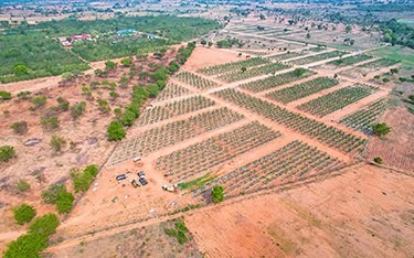 Best DTCP Approved Sandalwood Farm Plots Near Hyderabad