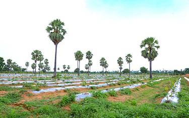Discover how USM Infra Go Ranch supports sandalwood plantation on customer plots. Learn about our tailored services and expertise in managing sandalwood cultivation for optimal growth and returns.