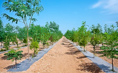 Lush sandalwood plantation at USM Infra Go Valley, Salvapur, Hyderabad, promoting sustainable greenery