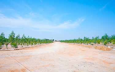 DTCP-approved Go Valley sandalwood farm plots, perfect for investment and future growth near Hyderabad