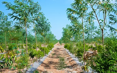 Lush sandalwood plantation at USM Infra Go Valley, Salvapur, Hyderabad, promoting sustainable greenery