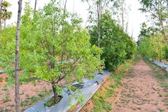 Sandalwood Plantation at USM Infra Go Ranch Farm Venture | Premium farm plots near Hyderabad with quality sandalwood cultivation.