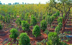 Experience the beauty of Sandalwood Trees at USM Infra Go Ranch. These lush trees offer a serene environment and add value to the premium farm plots near Hyderabad, ideal for nature enthusiasts and investors alike.