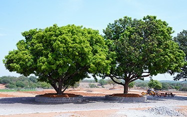 Peaceful sitting areas at USM Infra Go Valley, Salvapur, Hyderabad, surrounded by greenery