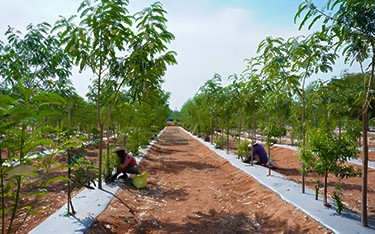 Ongoing sandalwood plantation works at USM Infra Go Valley, Salvapur, Hyderabad, fostering sustainable growth