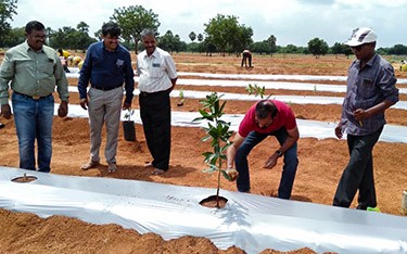Explore the sandalwood plantation and growing process at USM Infra Go Ranch, where our expert IWST scientists oversee every stage to ensure optimal growth and quality.