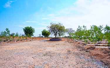 DTCP-approved sandalwood farm plots for sale near Salvapur by USM Infra, offering a secure and profitable investment