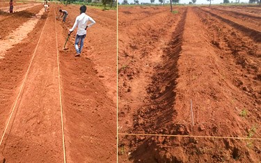 Israel drip irrigation technology for sustainable sandalwood cultivation at USM Infra