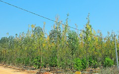 Explore the Sandalwood Farms at USM Infra Go Ranch Venture. These premium farm plots offer a unique investment opportunity with lush sandalwood plantations and exclusive resort benefits near Hyderabad.