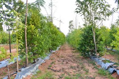 Sandalwood Plantation at USM Infra Go Ranch Farm Venture | Premium farm plots near Hyderabad with quality sandalwood cultivation.