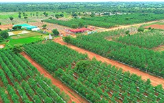 Explore premium Sandalwood Farm Plots at USM Infra Go Ranch. Ideal for nature lovers and smart investors, these plots near Hyderabad offer a serene environment and high investment potential.