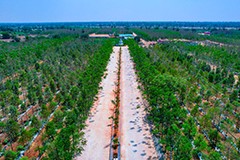Explore investment opportunities with USM Infra's sandalwood farm plots. Secure your stake in a premium sandalwood project and benefit from a growing market.