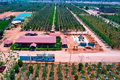 Explore the USM Infra Go Ranch Project, the largest sandalwood farm project in Telangana with over 400 acres near Yadagirigutta. An ideal investment opportunity in premium sandalwood cultivation.
