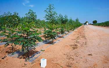 DTCP-approved sandalwood farm plots for sale near Salvapur by USM Infra, offering a secure and profitable investment