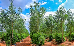 Open Plots for Sale in Hyderabad | Resort Access & Sandalwood Benefits